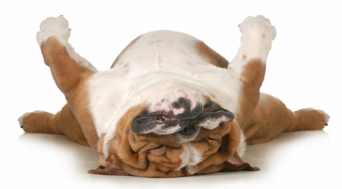 dog-snoring-from-sleeping-facing-up