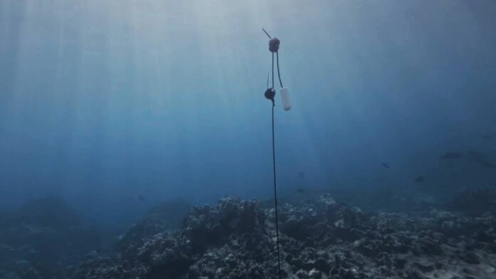 Hawaii-Hydro-Drop-Rigs_Sennheiser Hawaii-Hydro-Drop-Rigs_Sennheiser